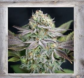 Garden of Green Blue Dream Fem