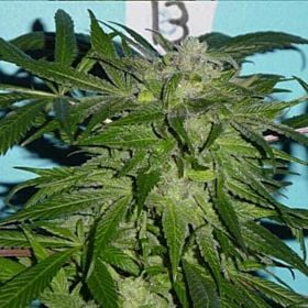 jordan of the islands blue god
