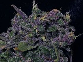 Dutch Passion Blue Moonshine Feminised