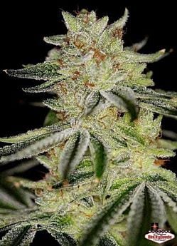 sin city blue power