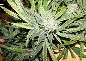 Bodhi Seeds Blue Tara Regular 