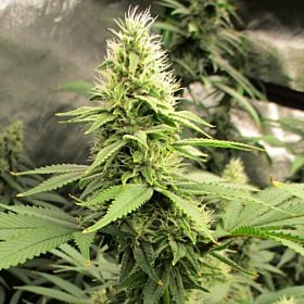 Bodhi Seeds Skylotus Regular