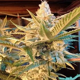 Bodhi Seeds Sunshine 4 Regular