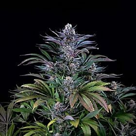 Bodhi Seeds Super Silver Hash Plant Regular