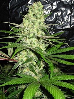 Bodhi Seeds Snow Leopard Regular 