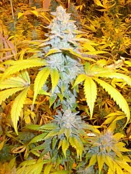 Bodhi Seeds Solo's Stash Regular 