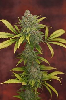 Bodhi Seeds Sunshine Daydream Regular