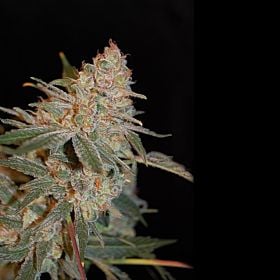 Bomb Seeds Cherry Bomb Auto Feminized