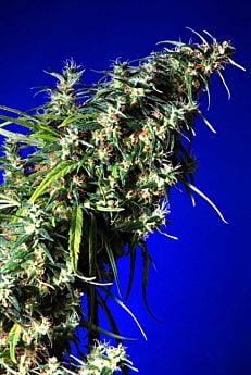 Delta 9 Labs - Brainstorm X G13 Plant