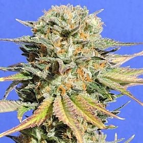 Bruce Banner #3 Feminized Seeds