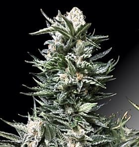 Cream of the Crop Bruce the Russian Fem