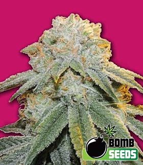 Bomb Seeds Bubble Bomb Feminized