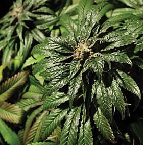 Bulldog Seeds - Bubblegum Kush Feminized