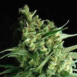 sagarmatha double bubbleberry