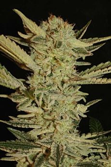 Serious Seeds Bubble Gum Regular 