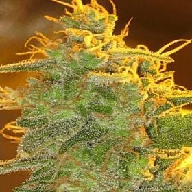Bodhi Seeds Buddha's Hand Regular