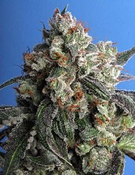 TH Seeds - Burmese Kush Regular 