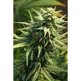 Big Head Seeds Buzz 'N' Smiles