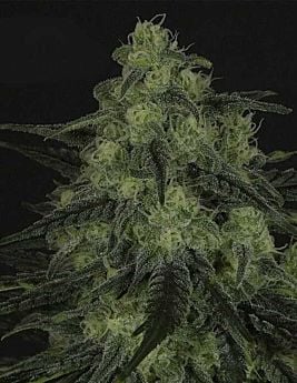 ripper seeds black valley