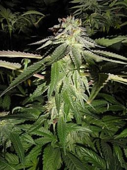 Cali Connection Corleone Kush Feminized