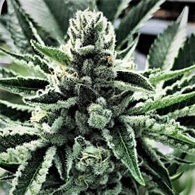 Cali Kush Seeds King Mamba Fem