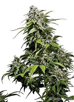 Sensi Seeds California Indica Fem