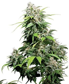 Sensi Seeds - California Indica