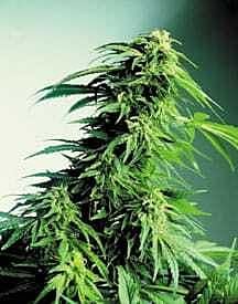canadian bred seeds hindu kush
