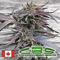 canadian bred seeds lethal purple