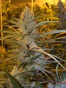 DNA Genetics Cannalope Haze Feminized