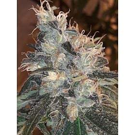 Lineage Genetics Candy Glue Reg