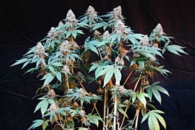 DNA Genetics Cannalope Kush Feminized
