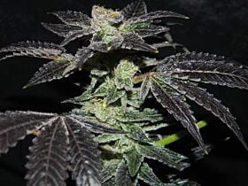 Cannaventure Seeds Flaming Cookies Regular