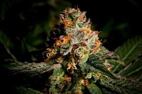 Cannaventure Seeds Tennessee Purple Kush Regular