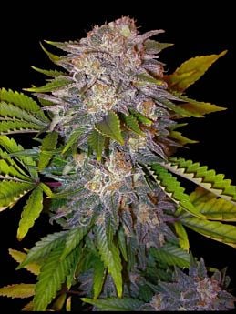 Delicious Seeds Caramelo Feminized