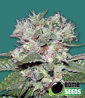 cbd bomb