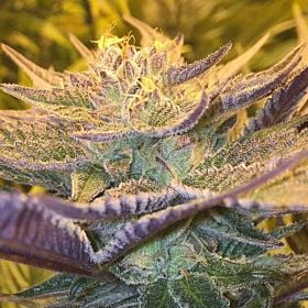 cbd crew CBD Girl Scout Cookies Feminized Seeds