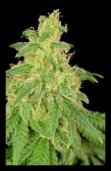 CBD RENÉ