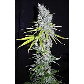 CBD Crew Seedbank CBD Skunk Haze Feminized Plant