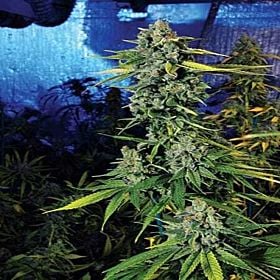 Cali Connection Blue Dream Haze Feminised Seeds