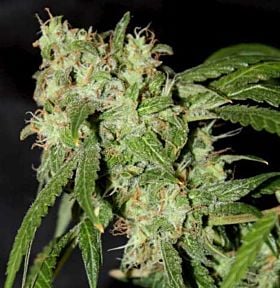 Connoisseur Genetics Seedbank Grandaddy Haze Regular Plant