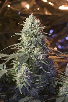 Elemental Seeds - Chaos Kush