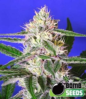 Bomb Seeds Cheese Bomb Feminized 