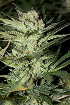 g13 cheese mozzarella