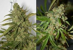 Connoisseur Genetics Seedbank Cheese'N'Chong Feminised Plant