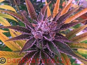 freedom of seeds cheesedom Stilton Breath