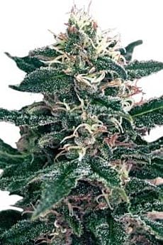 seedmakers cheex