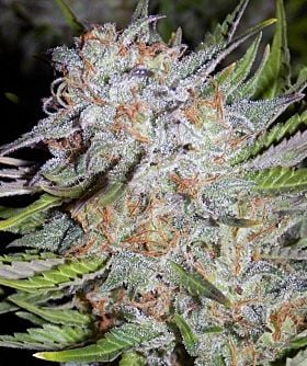 mephisto chem city blues