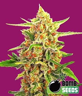 Bomb Seeds Cherry Bomb Feminized 