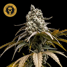 Cherry Crush Feminized